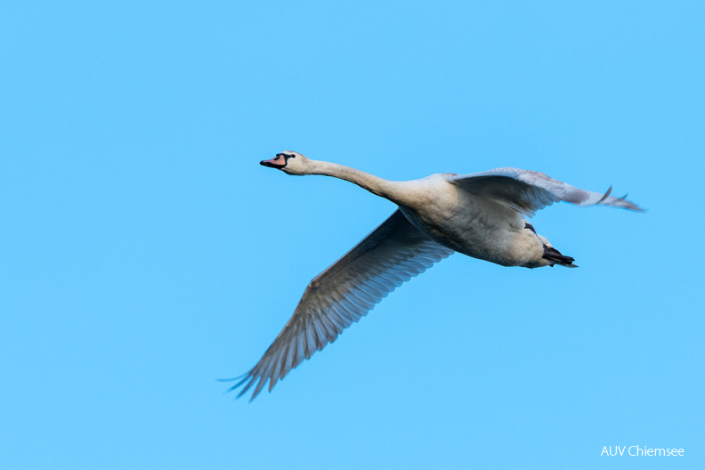Höckerschwan
Mit einem Klick! zur Fotogeschichte mit weiteren Bildern
Hirschauer Bucht / 17. April 2020 / Foto: Thomas Alberer
AktNatBeo-200417-ta-01_HB_Hoeckerschwan_17-04-20.jpg