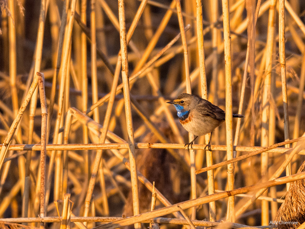 Blaukehlchen