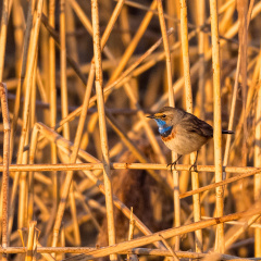 Blaukehlchen