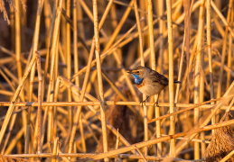 Blaukehlchen