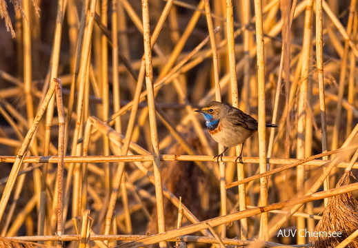 Blaukehlchen