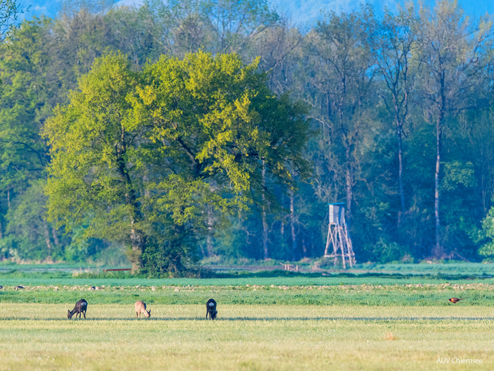 Rehe und Jagdfasan