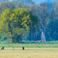 Rehe und Jagdfasan