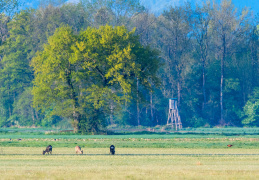 Rehe und Jagdfasan