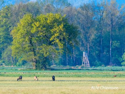 Rehe und Jagdfasan