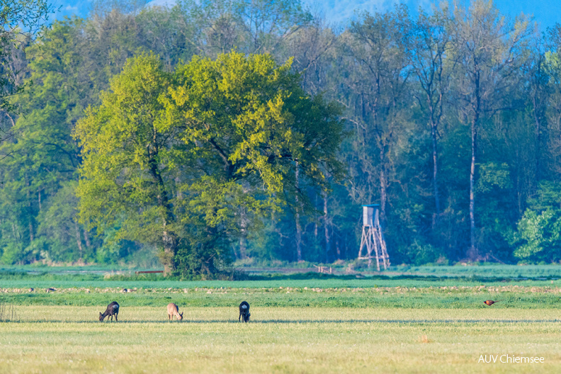 Rehe und Jagdfasan
Mit einem Klick! zur Fotogeschichte mit weiteren Bildern
Hirschauer Bucht / 26. April 2020 / Foto: Thomas Alberer
AktNatBeo-200426-ta-05_HB_Rehe_und_Jagdfasan_26-04-20.jpg