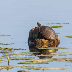 Gelbwangenschildkröte