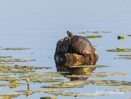 Gelbwangenschildkröte