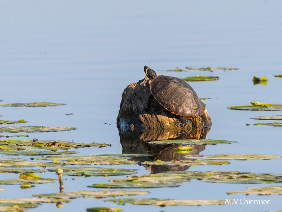 Gelbwangenschildkröte