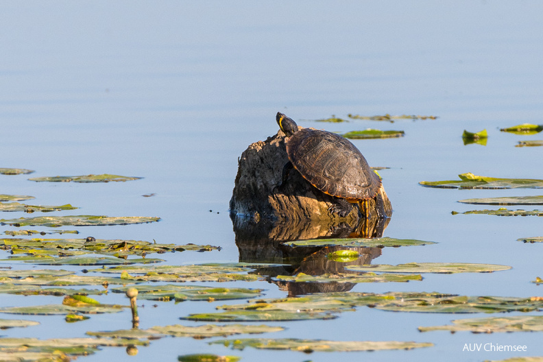 Gelbwangenschildkröte
Mit einem Klick! zur Fotogeschichte mit weiteren Bildern
Hirschauer Bucht / 26. April 2020 / Foto: Thomas Alberer
AktNatBeo-200426-ta-14_HB_Gelbwangenschildkroete_26-04-20.jpg