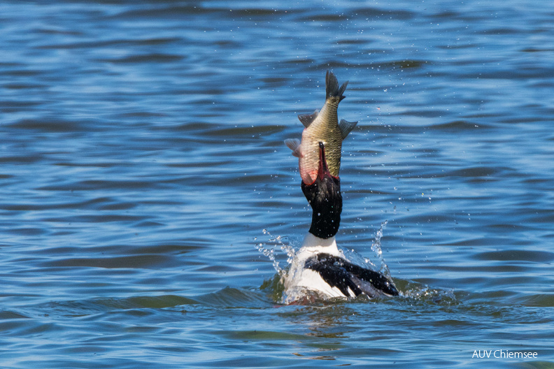 Gänsesäger mit Fisch
Mit einem Klick! zur Fotogeschichte mit weiteren Bildern
Hirschauer Bucht / 23. April 2020 / Foto: Thomas Alberer
AktNatBeo-200423-ta-11_HB_Gaensesaeger_23-04-20.jpg