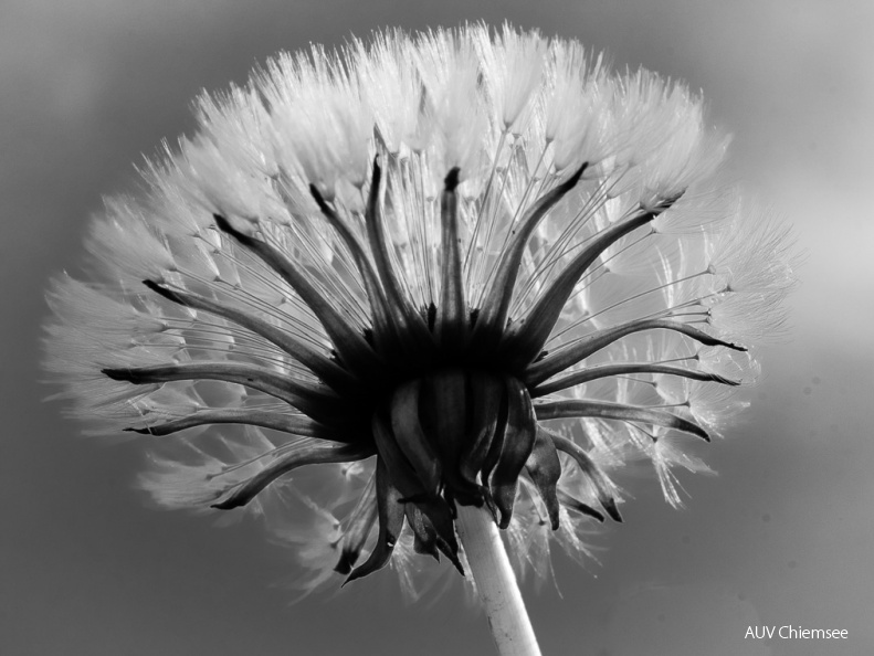 Pusteblumen
Mit einem Klick! zur Fotogeschichte mit weiteren Bildern
Prien-Osternach / 2. Mai 2020 / Foto: Karen Wise
AktNatBeo-200507-ka-Pusterblume_5-200502.jpg
