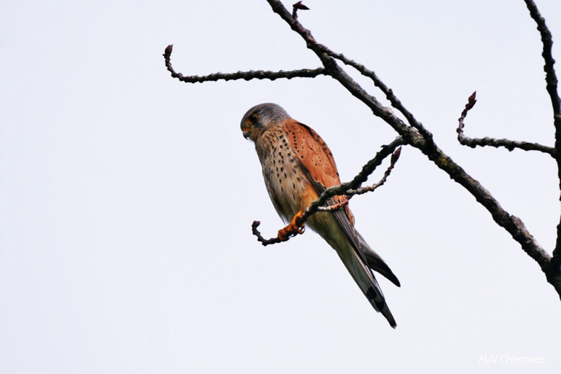 Turmfalke
Mit einem Klick! zur Fotogeschichte mit weiteren Bildern
Prienmündung / 17. Mai 2020 / Foto: Johannes Almer
AktNatBeo-200517-ja-07_Turmfalke-1140pix.jpg