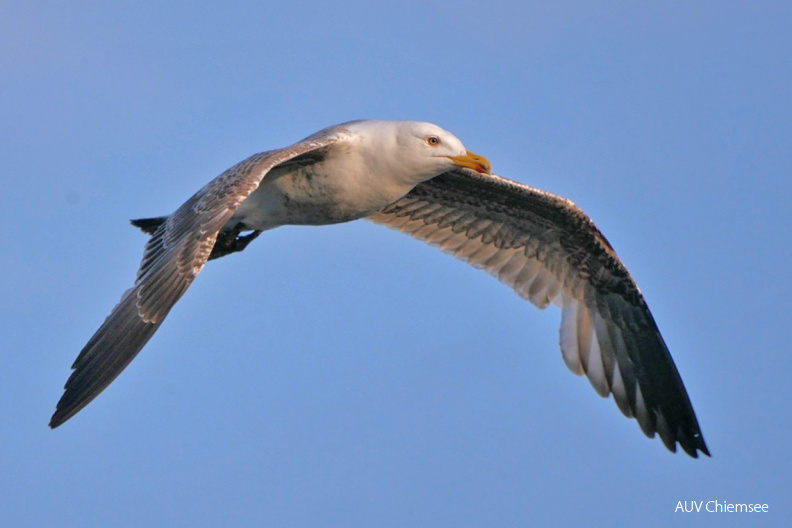 Mittelmeermöwe
Mit einem Klick! zur Fotogeschichte mit weiteren Bildern
Irschener Winkel / 17. Mai 2020 / Foto: Johannes Almer
AktNatBeo-200517-ja-09_Mittelmeermoewe-1140pix.jpg