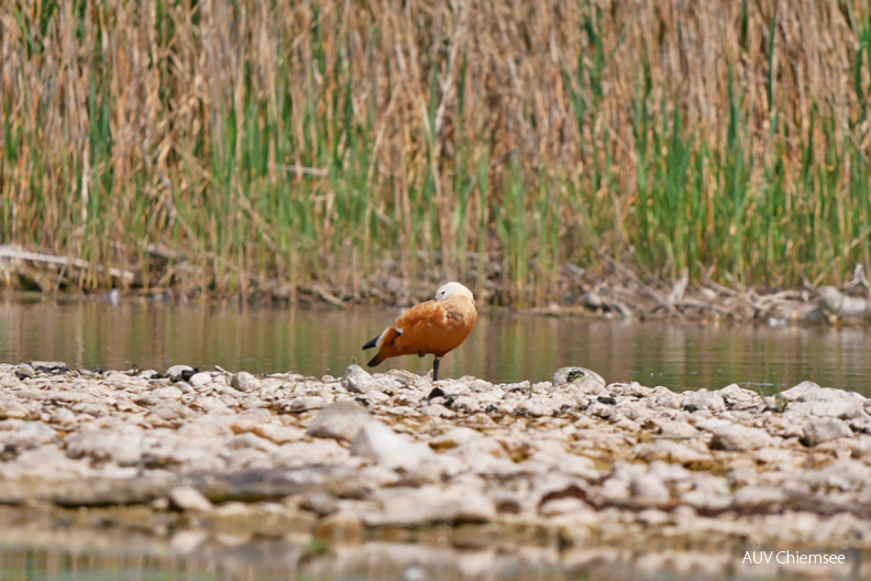 Rostgans
Mit einem Klick! zur Fotogeschichte mit weiteren Bildern
Schafwaschener Bucht / 19. Mai 2020 / Foto: Johannes Almer
AktNatBeo-200519-ja-1_Rostgans-1140pix.jpg