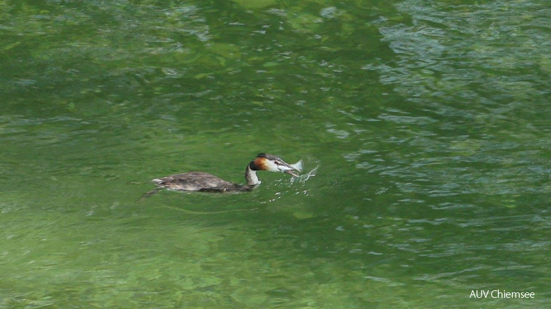 Haubentaucher mit Mairenke
Mit einem Klick! zur Fotogeschichte mit weiteren Bildern
Alzbrücke in Seebruck / 22. Mai 2020 / Foto: Andreas Hartl
AktNatBeo-200522-ah-Mairenken-15_05_2020-1.jpg