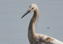 Seidenreiher mit besonderer Färbung