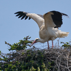 Storchennest in Bernau