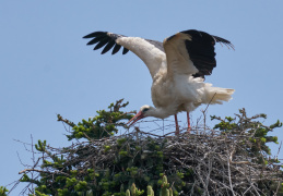 Storchennest in Bernau