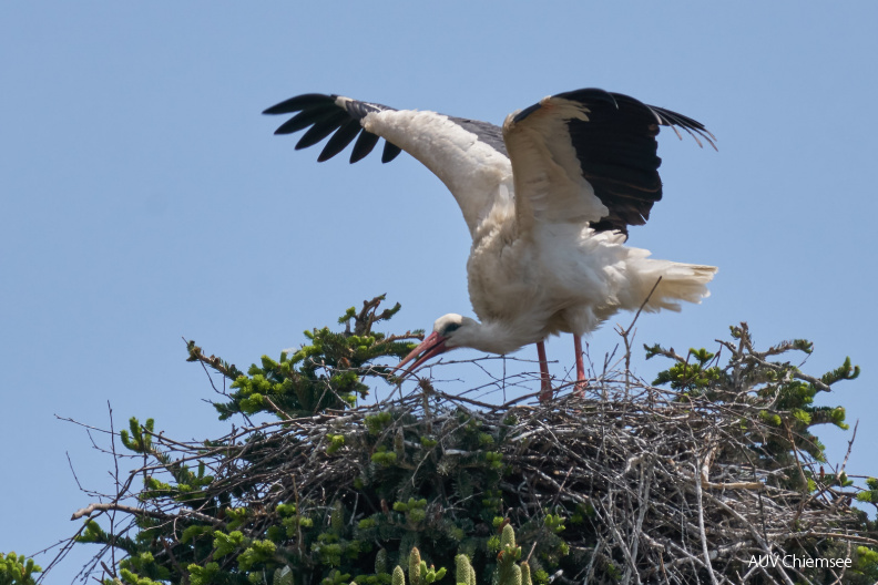 AktNatBeo-200524-ka-Storchennest_in_Bernau-49926506786_14746921df_h.jpg