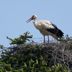 Storchennest in Bernau