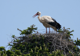 Storchennest in Bernau