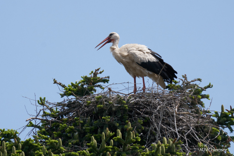 AktNatBeo-200524-ka-Storchennest_in_Bernau-49926801617_81d406ecb7_h.jpg