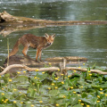 Fuchs