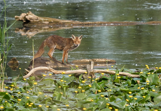 Fuchs
