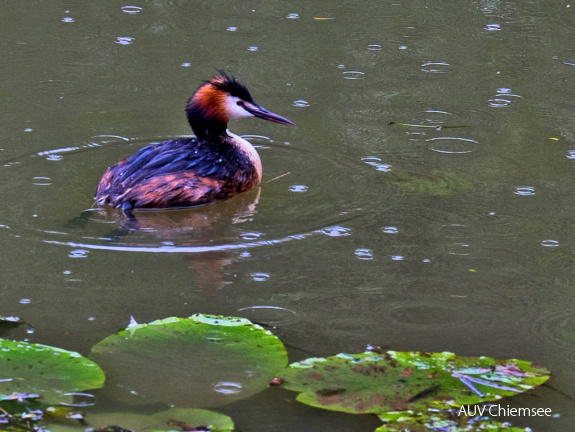 Haubentaucher - jetzt reicht's!