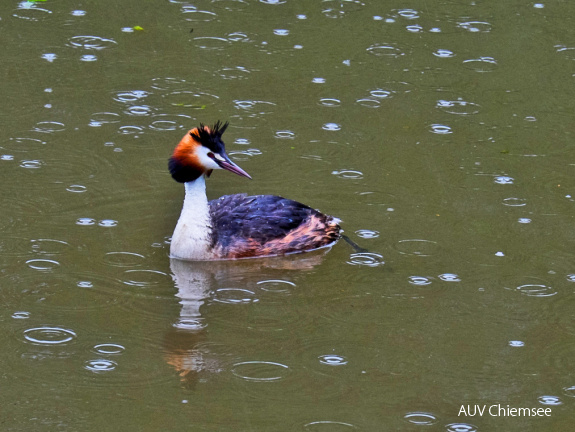 Haubentaucher im Regen