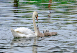 Schwan füttert seinen Nachwuchs 