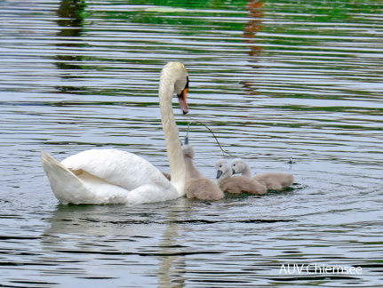 Schwan füttert seinen Nachwuchs 