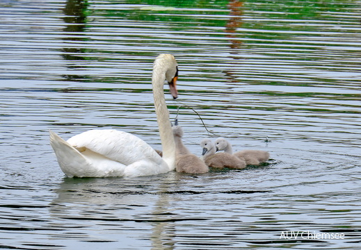 Schwan füttert seinen Nachwuchs 