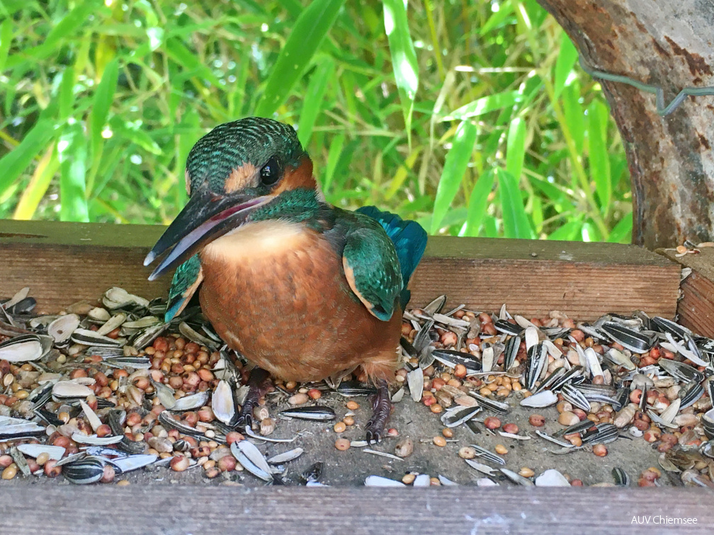 Eisvogel im Vogelhaus