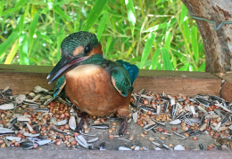 Eisvogel im Vogelhaus