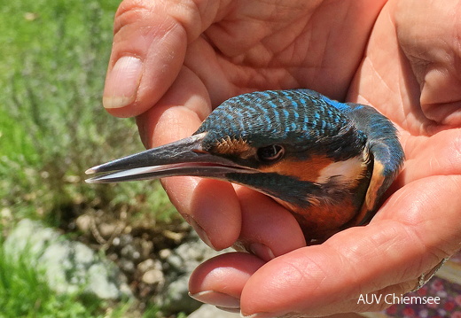 Eisvogel