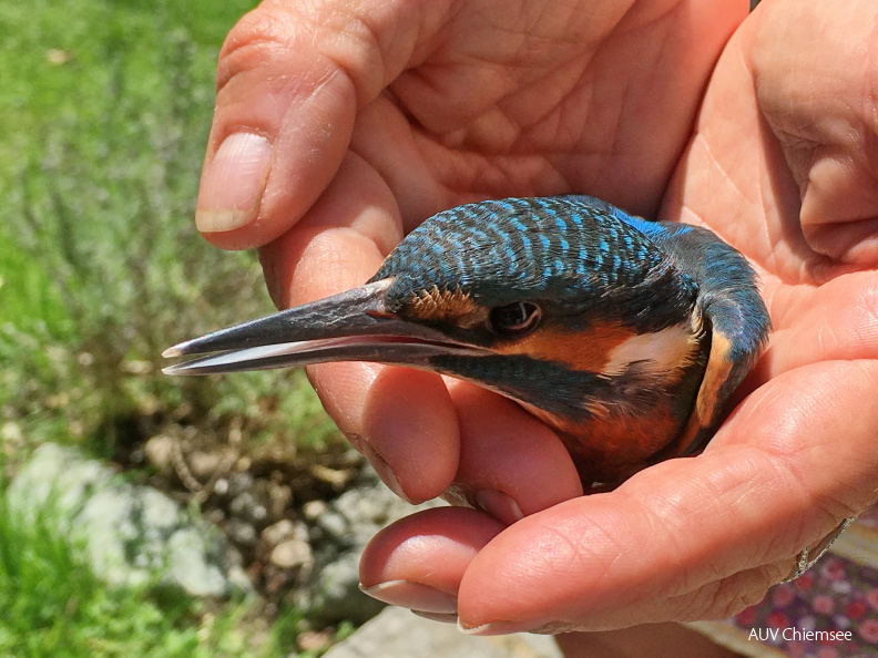 Eisvogel
Mit einem Klick! zur Fotogeschichte mit weiteren Bildern
Atzing / 18. Juni 2020 / Foto: Anton Hötzelsperger / Familie Anner
AktNatBeo-200618-ha-FamAnner-01-Eisvogel - lieb.jpg