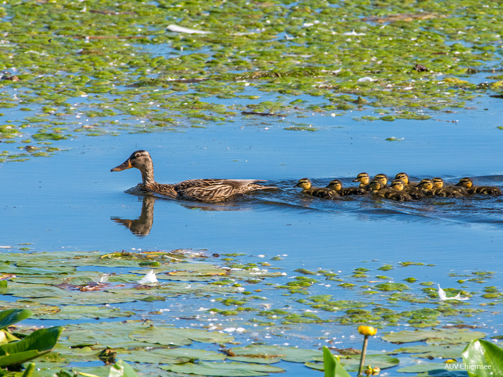 Entenfamilie