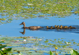 Entenfamilie