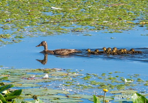 Entenfamilie