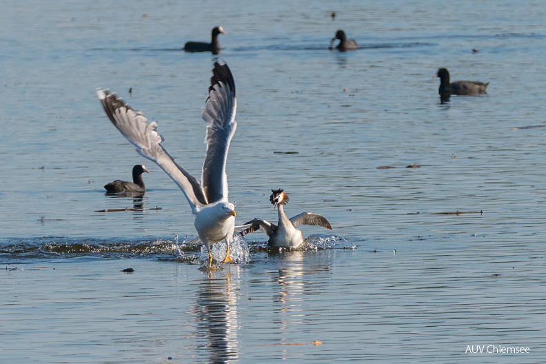Haubentaucher und Mittelmeermöwe
Mit einem Klick! zur Fotogeschichte mit weiteren Bildern
Naturbeobachtungsturm Hirschauer Bucht / 4. Juli 2020 / Foto: Thomas Alberer
AktNatBeo-200704-ta-16_HB_Haubentaucher_Mittelmeermoewe_200704.jpg
