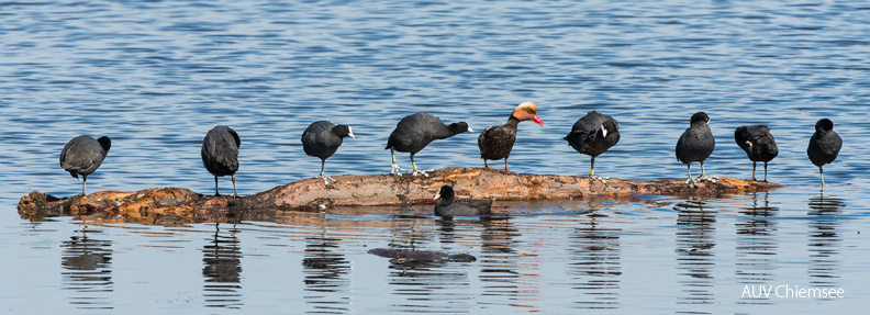 Kolbenente unter Blässhühnern
Mit einem Klick! zur Fotogeschichte mit weiteren Bildern
Naturbeobachtungsturm Hirschauer Bucht / 4. Juli 2020 / Foto: Thomas Alberer
AktNatBeo-200704-ta-18_HB_Kolbenente_unter_Blaesshuehnern_200704.jpg