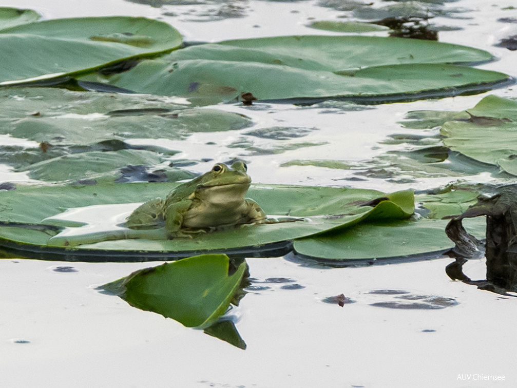 Seefrosch