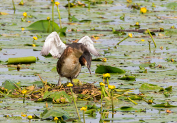 Haubentaucher am Nest