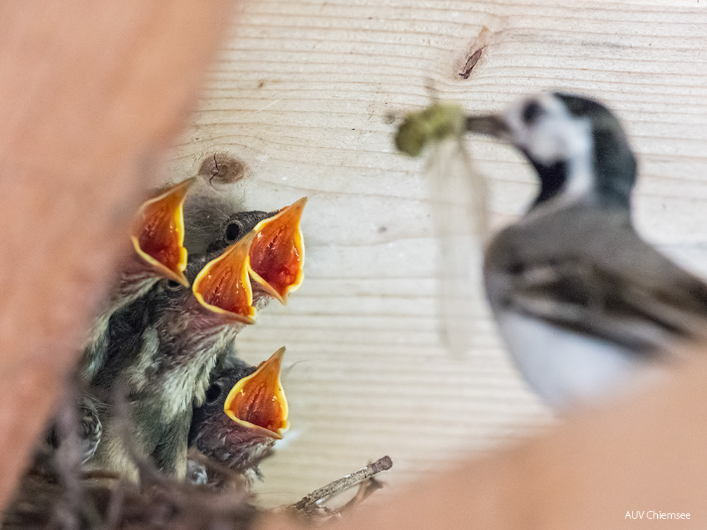 Bachstelze bei der Fütterung