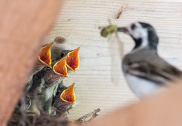 Bachstelze bei der Fütterung