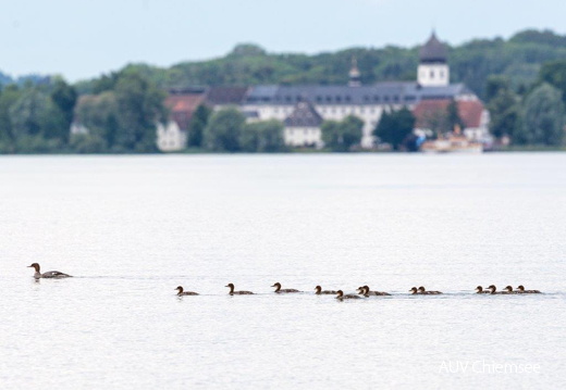 Gänsesäger vor Fraueninsel