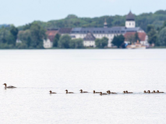 Gänsesäger vor Fraueninsel