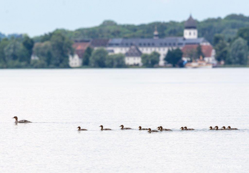 Gänsesäger mit Nachwuchs vor der Fraueninsel
Mit einem Klick! zur Fotogeschichte mit weiteren Bildern
Beobachtungsturm Lachsgang / 2. Juli 2020 / Foto: Andreas Hartl
AktNatBeo-200702-ah-Gaensesaeger_vor_Fraueninsel.jpg